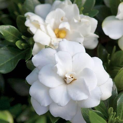 Fragrant Evergreen Shrub with Double White Blooms Live Plant 2 Gallon S243