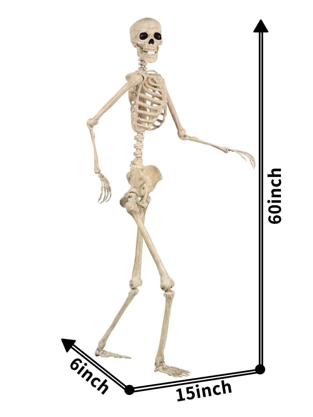 Life Size Posable Skeleton with Movable Joints K62258