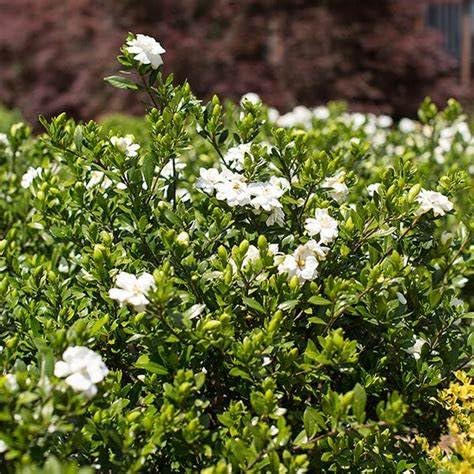 Fragrant Evergreen Shrub with Double White Blooms Live Plant 2 Gallon S243