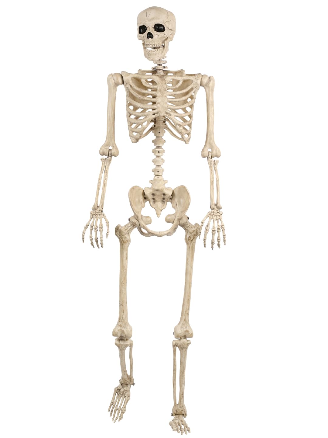 Life Size Posable Skeleton with Movable Joints K62258