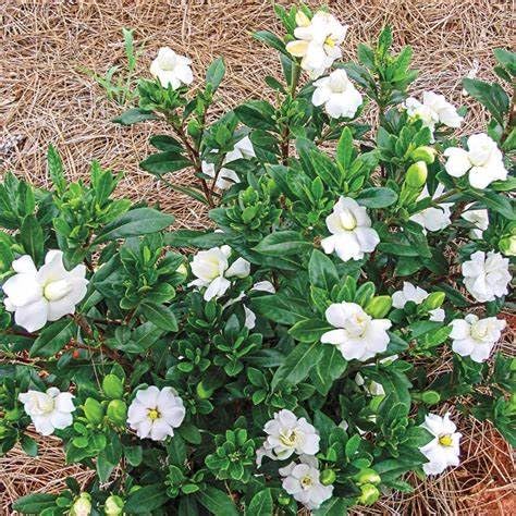 Fragrant Evergreen Shrub with Double White Blooms Live Plant 2 Gallon S243