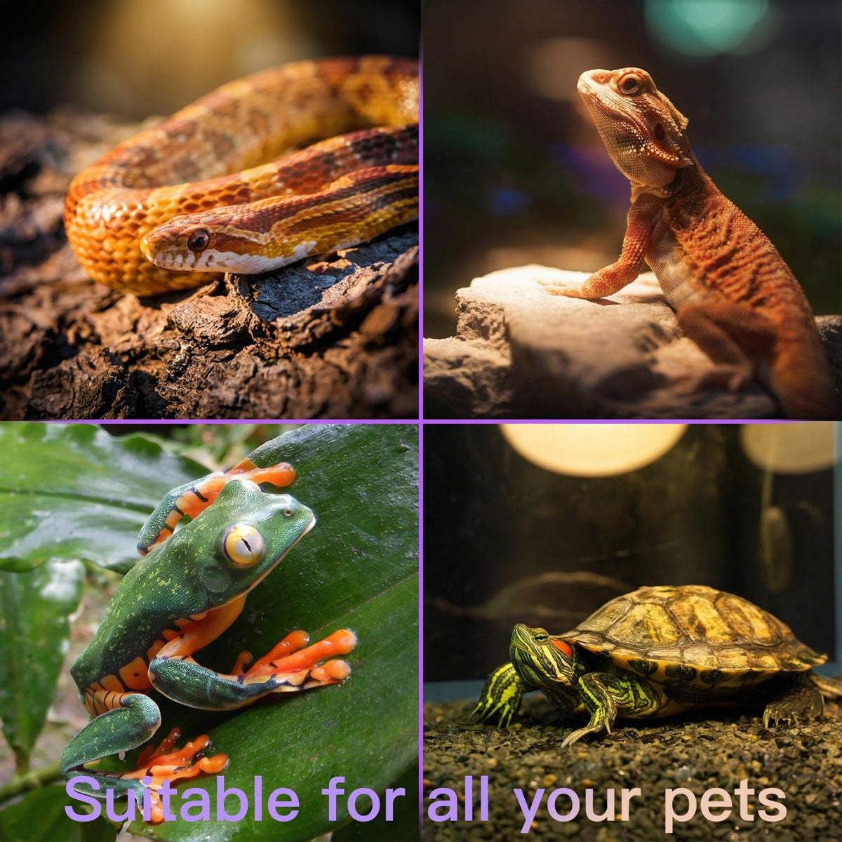 Reptile Heat Lamp Kit B92572