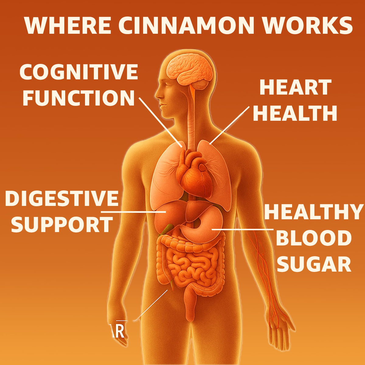 Cinnamon Supplement 1000mg 400 Vegetarian Capsules Y559