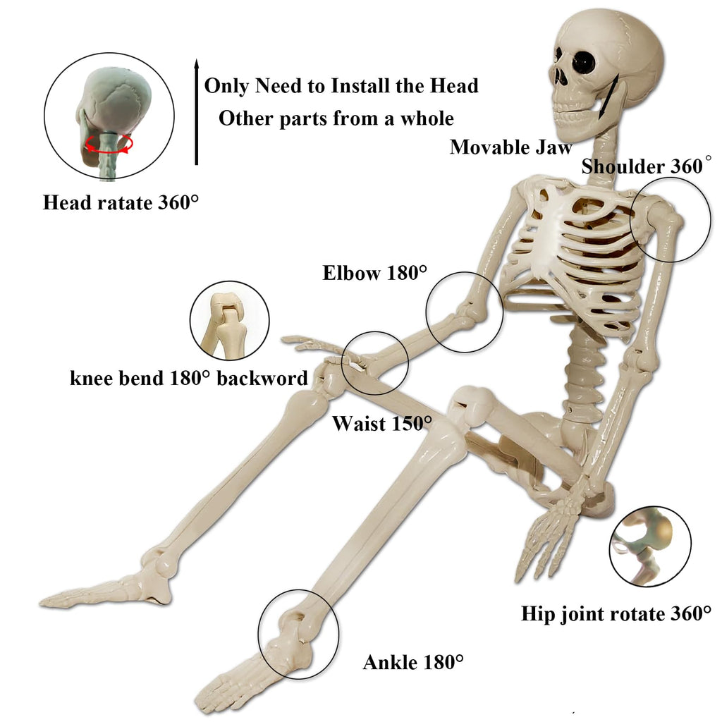 2Pcs 36" 1Pcs 16" Posable Plastic Skeleton I379