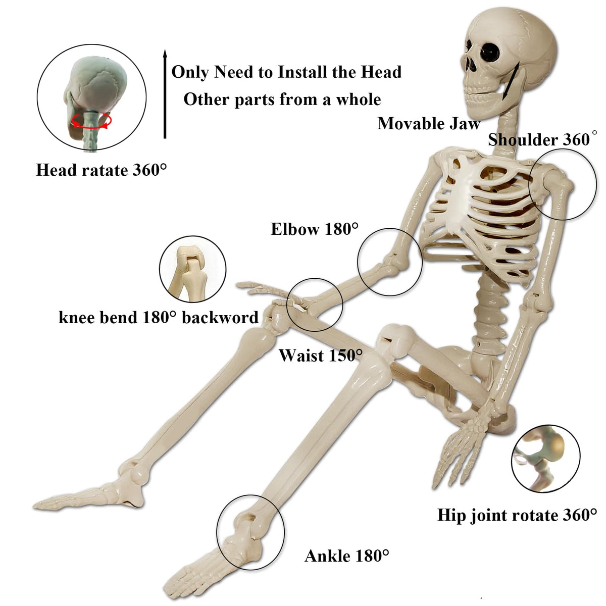 2Pcs 36" 1Pcs 16" Posable Plastic Skeleton I379