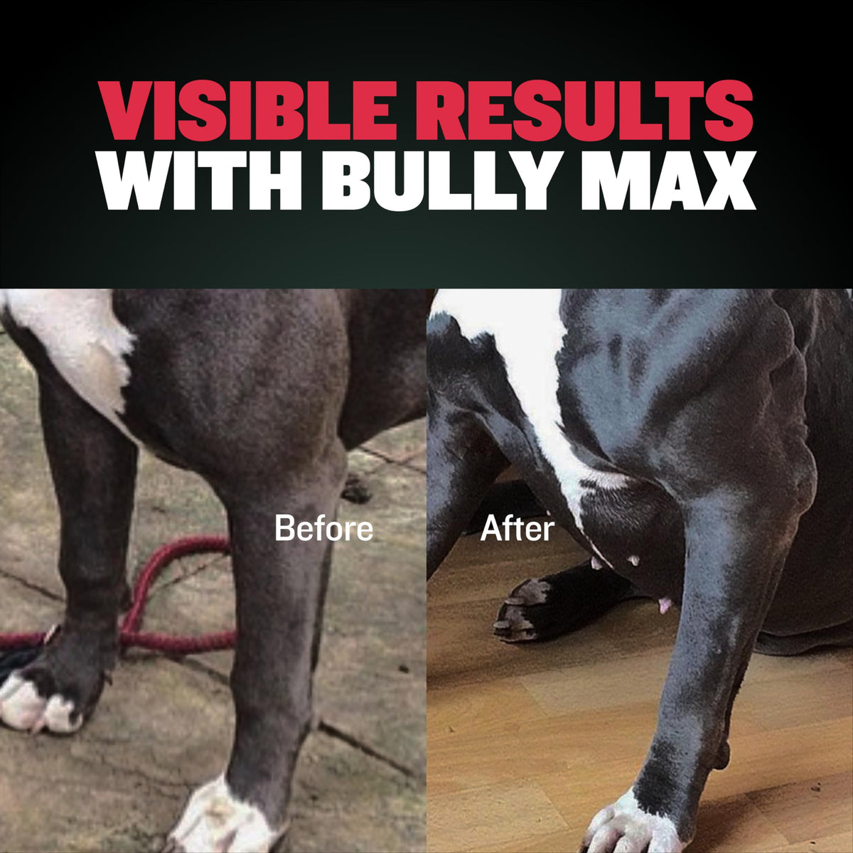 Dog Muscle & Weight Gain Liquid Bundle G1490